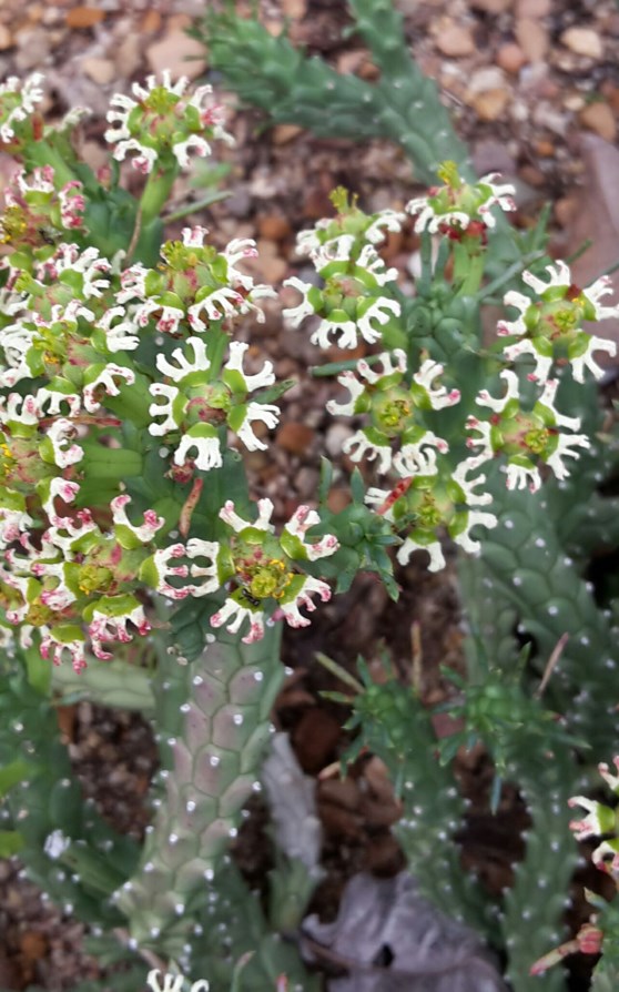 Euphorbia caput-medusae - Noordmannetjie, Noordpol, Noordpool, Vingerpol, Hondebossie, Medusa's head