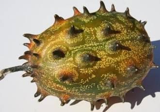 Cucumis metuliferus - Rooikomkommer, African horned melon, Mokapana