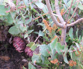 Protea amplexicaulis - aardroos, clasping-leaf sugarbush