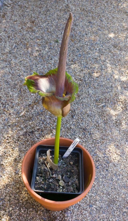 Amorphophallus impressus - Impressus voodoo lily