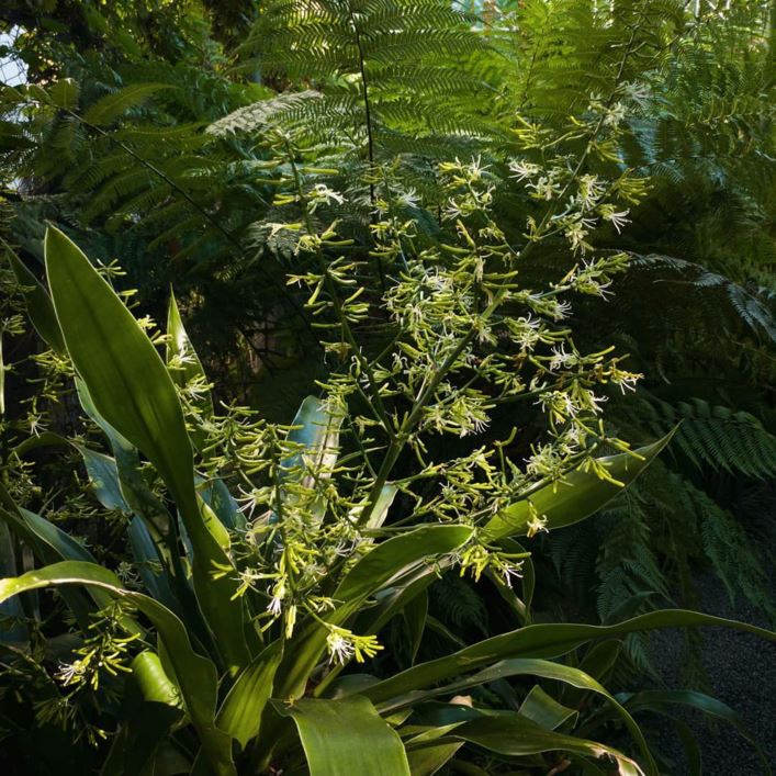 Dracaena aletriformis - Drakeboom, Grootblaardrakeboom, Dragon tree, Large-leaved dragon tree