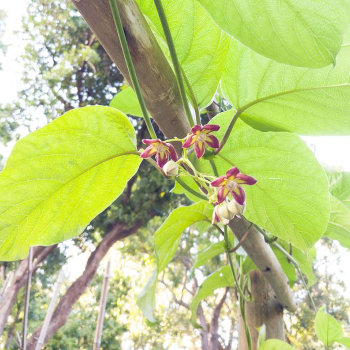 Mondia whitei - Umondi (Z), White's ginger, Umondi