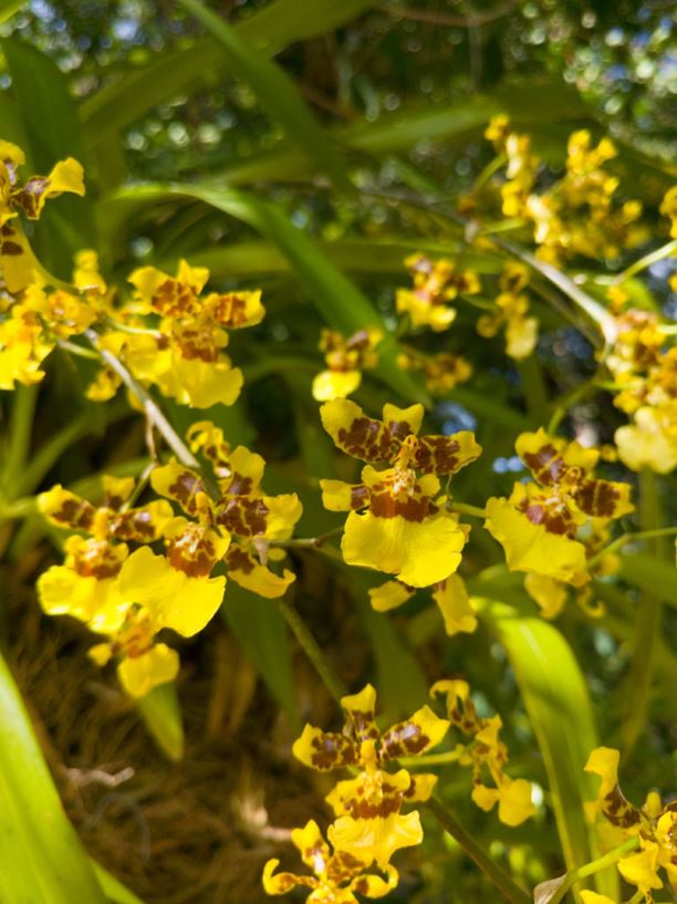 Oncidium sphacelatum - Oncidium, Spanish dancer orchid | Stellenbosch ...