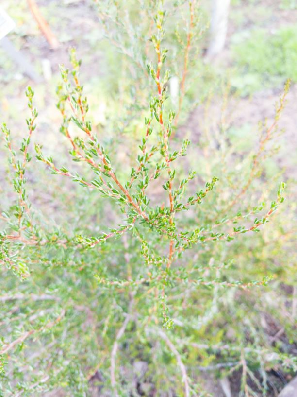 Cliffortia ericifolia - Cliffortia ericifolia