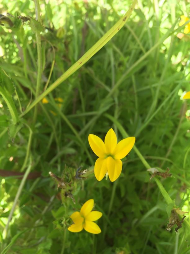Monopsis lutea - Geel-lobelia, Gold  lobelia, Yellow lobelia, Yellow monopsis