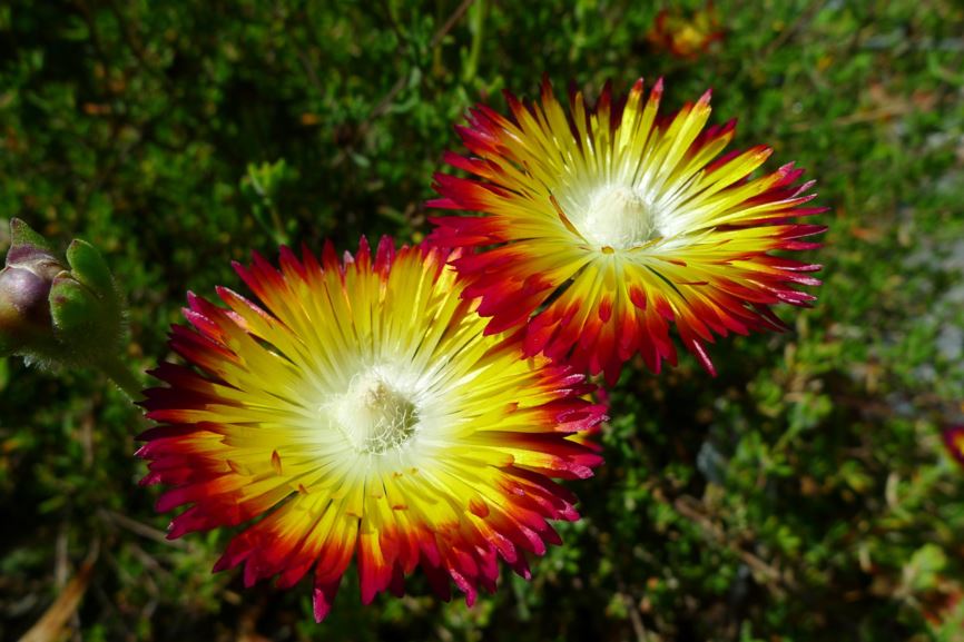 Drosanthemum bicolor - Tweekleurporseleinbos, Bicoloured vygie
