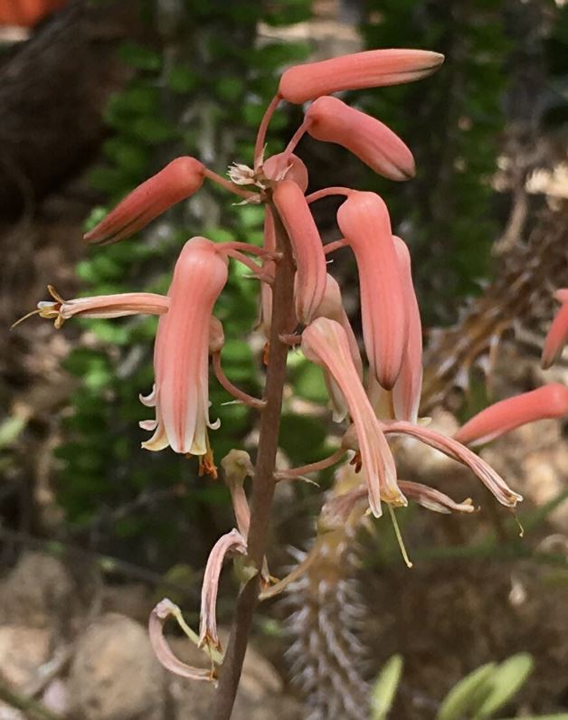 Aloe jucunda - Aalwyn, Aloe