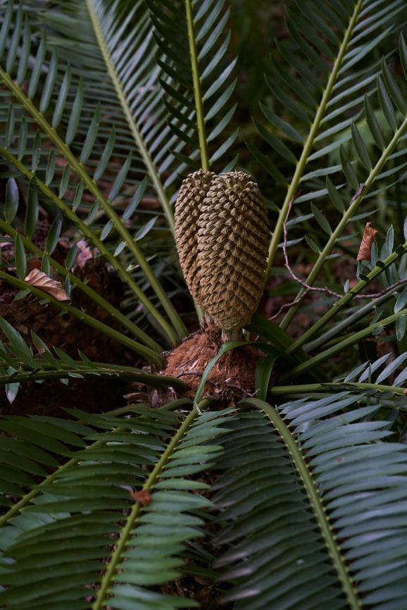 Encephalartos altensteinii - Oos-Kaapse broodboom, Eastern Cape cycad, uJobane