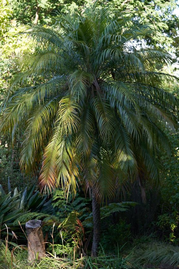 Phoenix roebelenii - Dwergdadelboom, Dwarf date palm, Miniature date palm, Pygmy date palm
