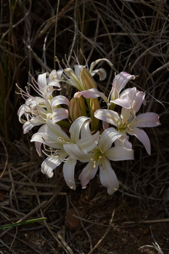 Ammocharis longifolia - seeroogblom, Malgas lily