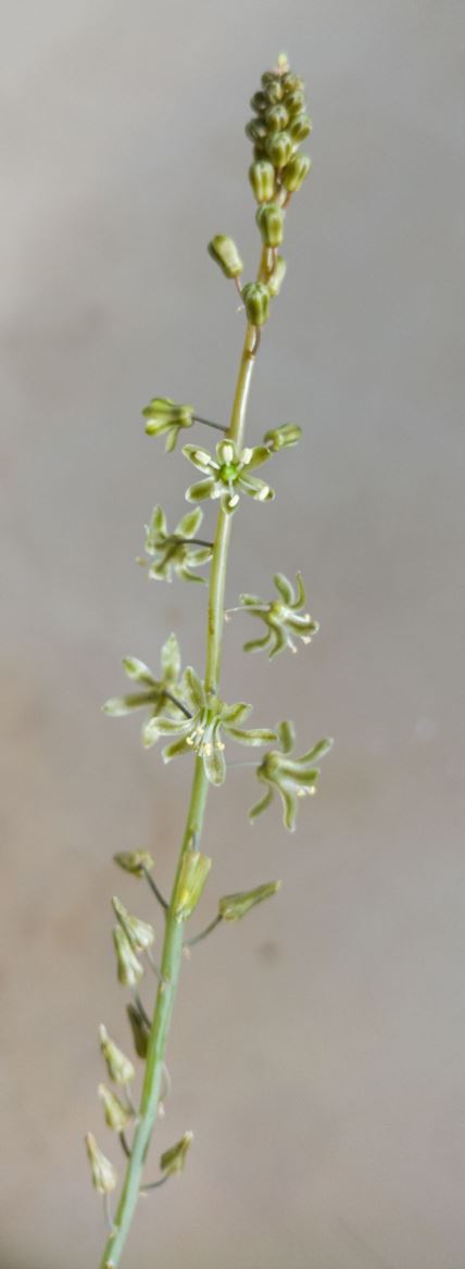 Drimia delagoensis