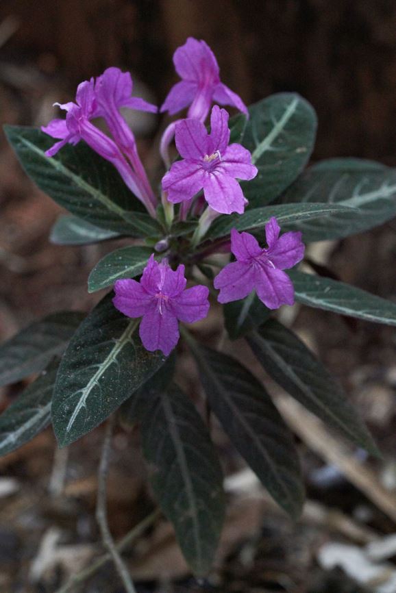 Ruellia makoyana - Apiesranker, Monkey plant, Trailing velvet plant