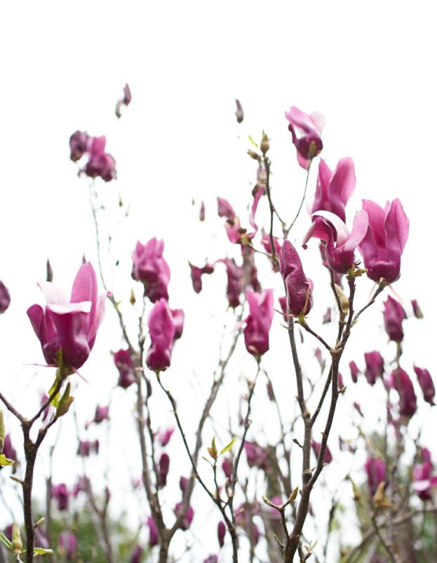 Magnolia × 'Soulangeana' - Tulpmagnolia, Saucer magnolia