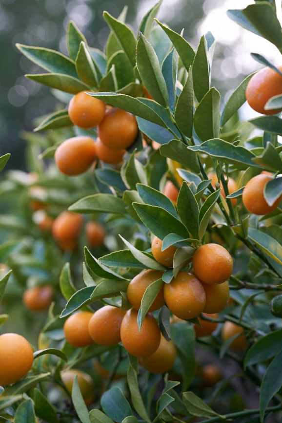 Citrus japonica - Koemkwat, Kumquat, Gam gwat