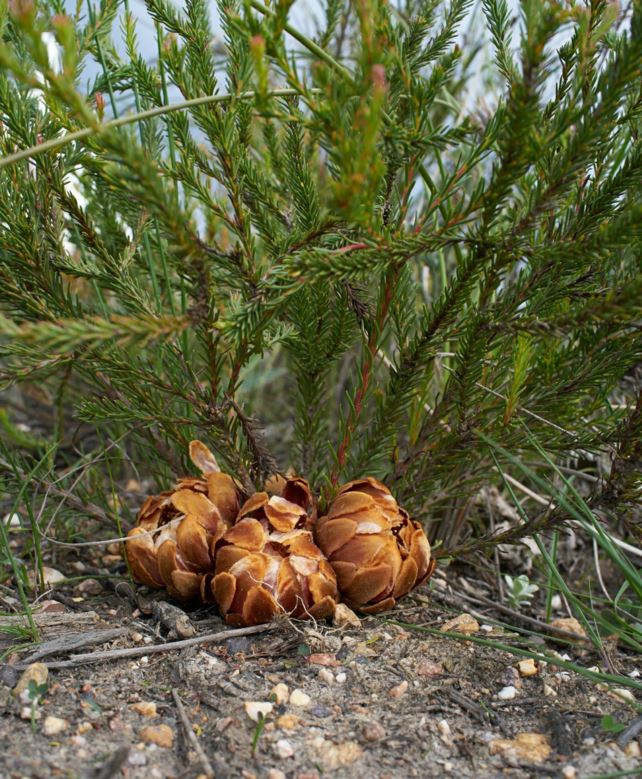 Protea subulifolia