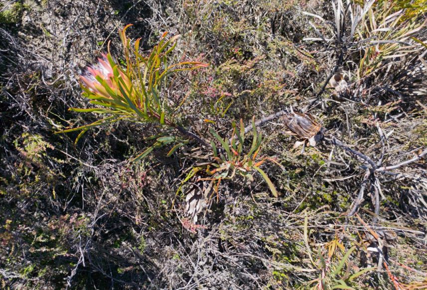 Protea pudens - Elimaardroos, Skaamgesiggie, Bashful sugarbush