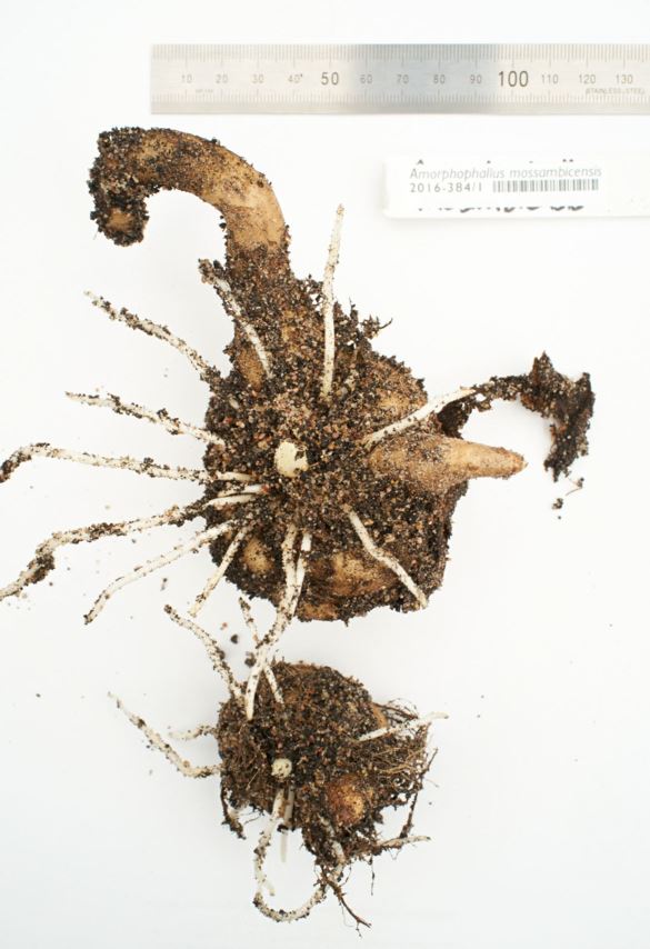 Amorphophallus mossambicensis - Black Arum, Amorphophallus