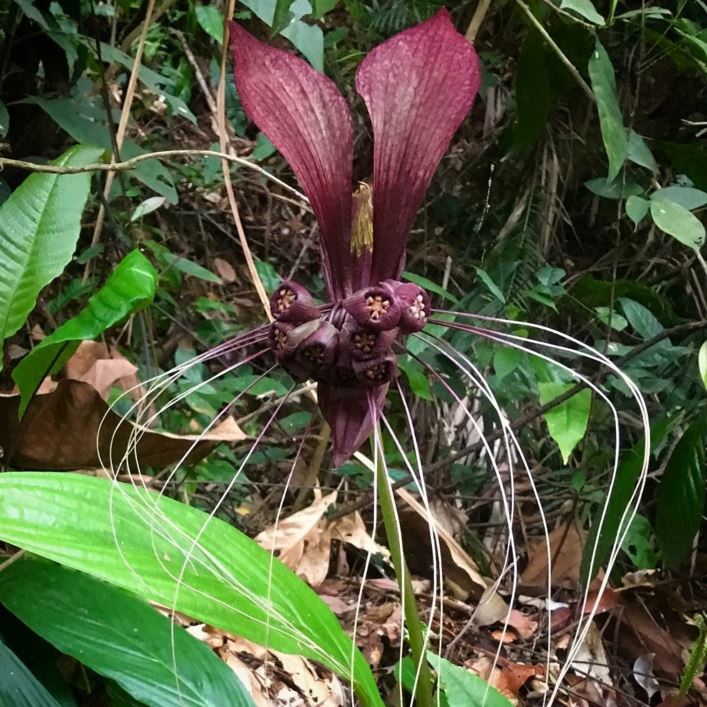 Tacca integrifolia - Black bat flower, Tigers Whiskers