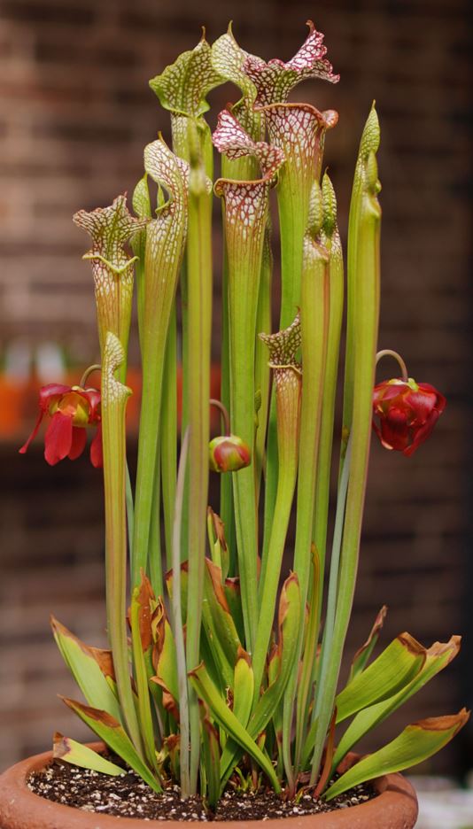 Sarracenia leucophylla - White pitcher plant