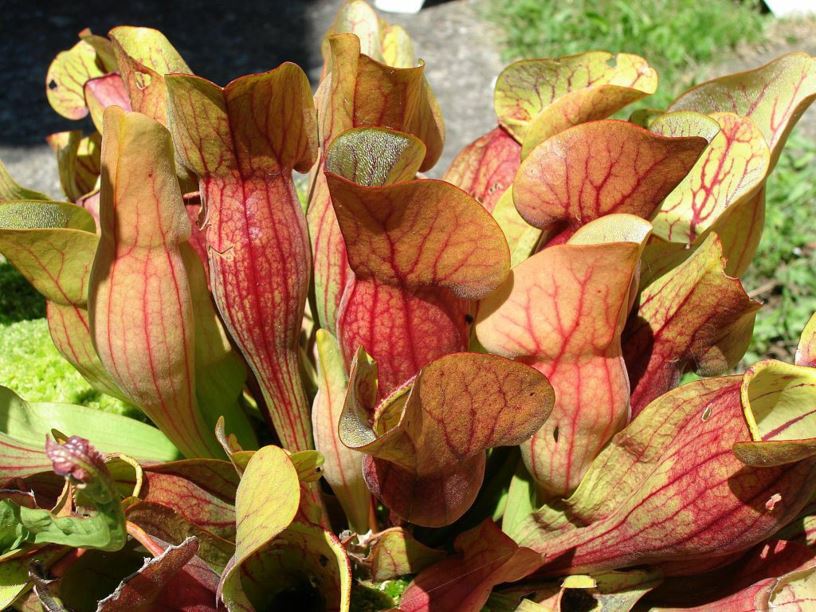 Sarracenia purpurea subsp. venosa - Purple pitcher plant
