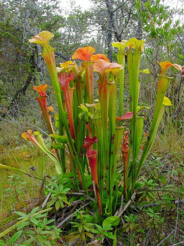 Sarracenia oreophila - Green pitcher plant