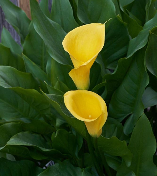 Zantedeschia pentlandii - Geelaronskelk, Geelvarkblom, Calla lily, Golden arum lily, Pig lily, Sekhukhune Golden Arum, Yellow arum lily