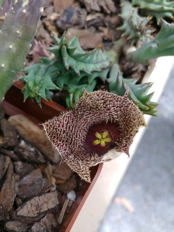 Huernia hystrix - Aasblom, Carrion flower, Porcupine huernia