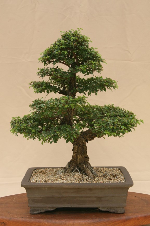 Ulmus parvifolia - Chinese iep, Fynblaarolm, Chinese elm, Lacebark elm