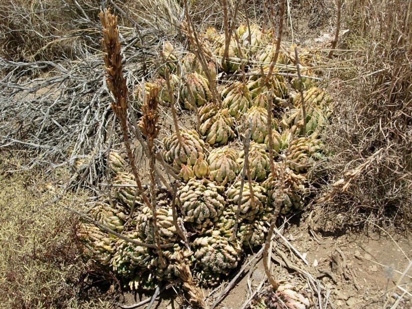 Aloe brevifolia - Duine-aalwyn, Dwergaalwyn, Kleinaalwyn, Miniature aloe, Short-leaved aloe