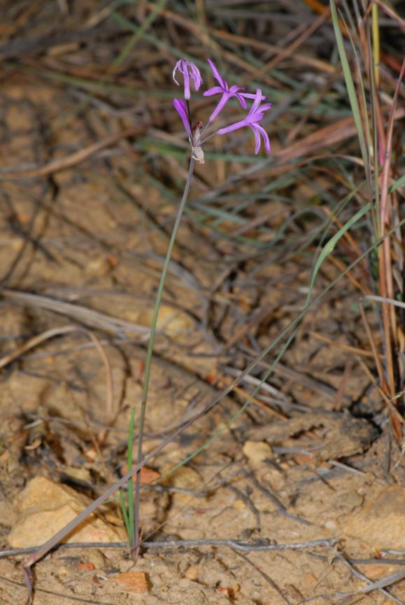 Tulbaghia violacea subsp. macmasteri - Wildeknoffel, Wild garlic