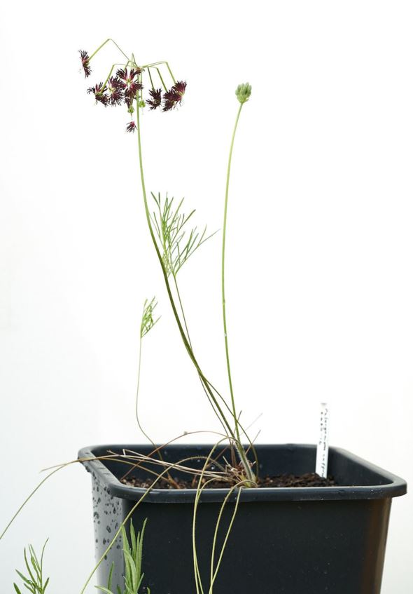 Pelargonium caffrum - Pelargonium
