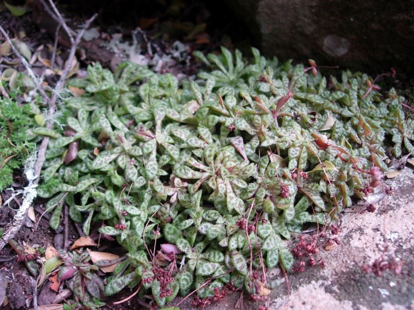 Crassula exilis subsp. cooperi