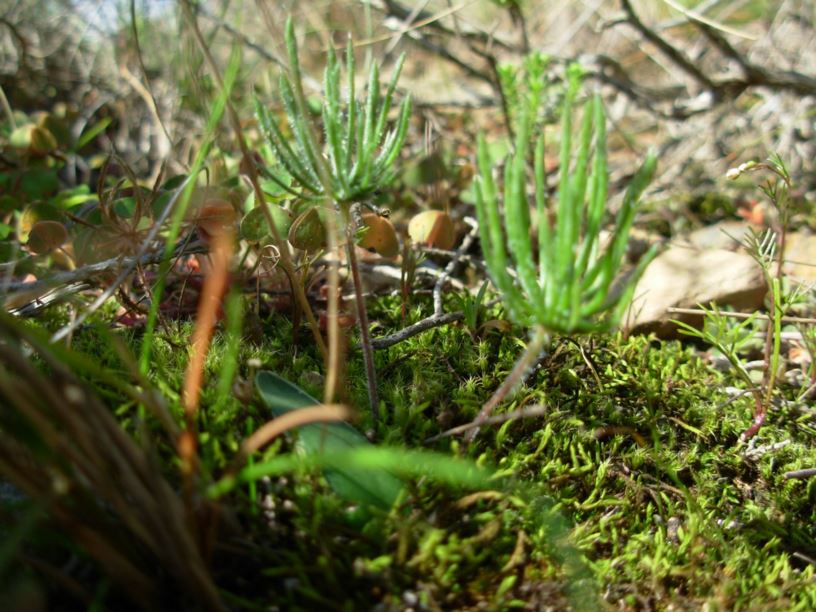 Eriospermum proliferum