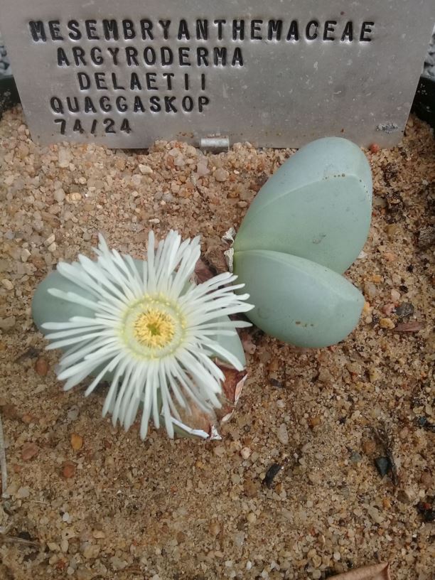 Argyroderma delaetii - Bababoudjies, Silver Stoneflower