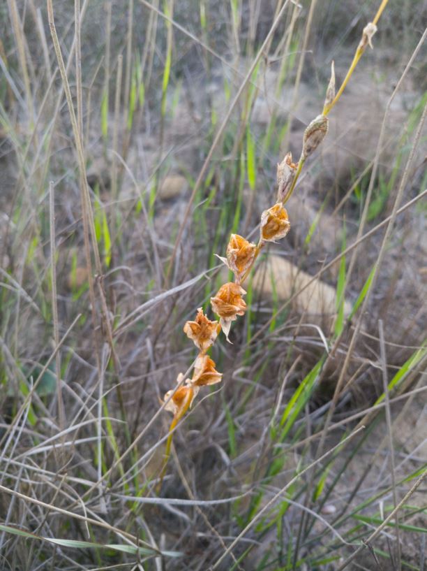 Gladiolus sp. (Cape winter growing)