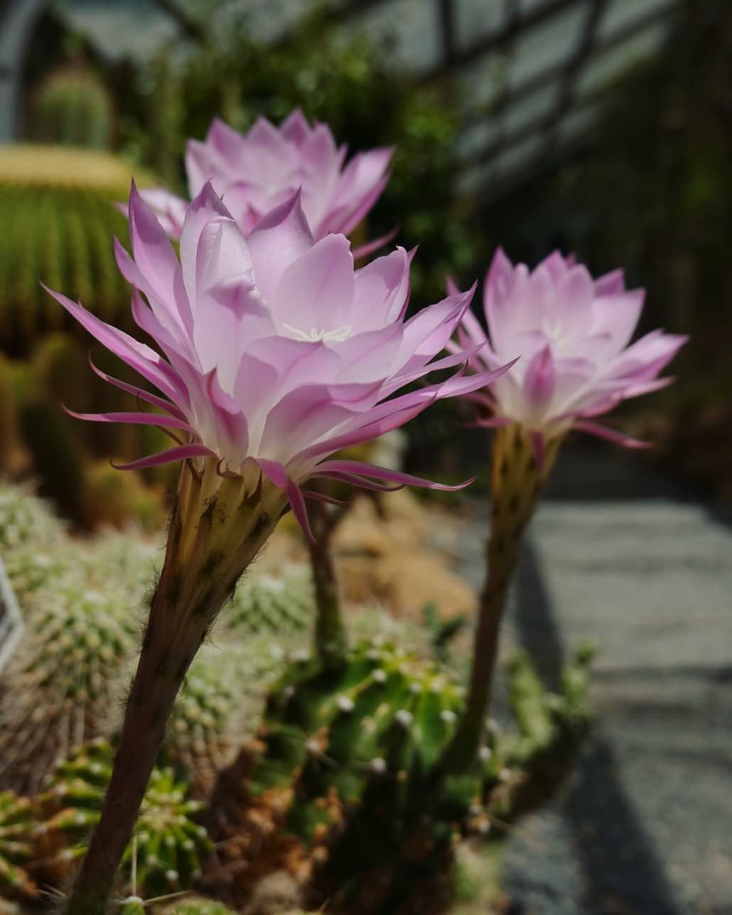 Echinopsis oxygona