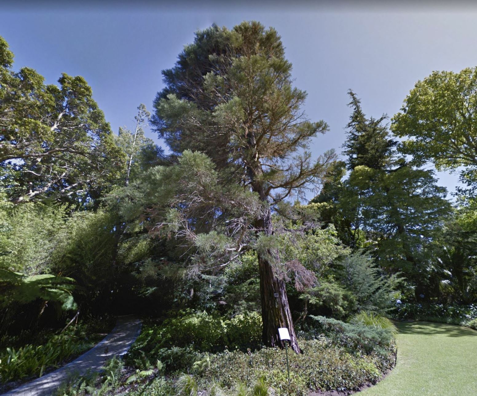 Sequoiadendron giganteum - Mamoetboom, Giant redwood, Giant sequoia, Sierra redwood, Wellingtonia