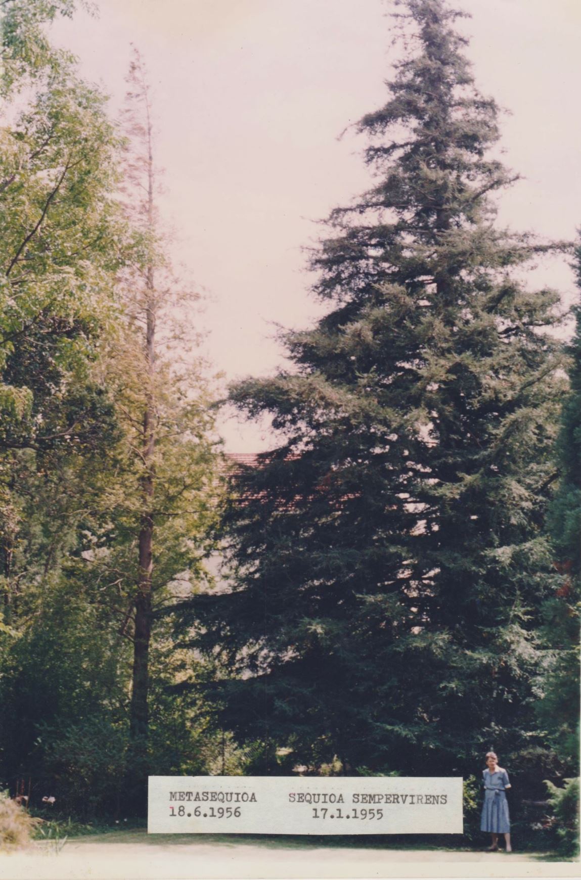 Sequoia sempervirens - Kaliforniese rooihout, California redwood, Coast redwood