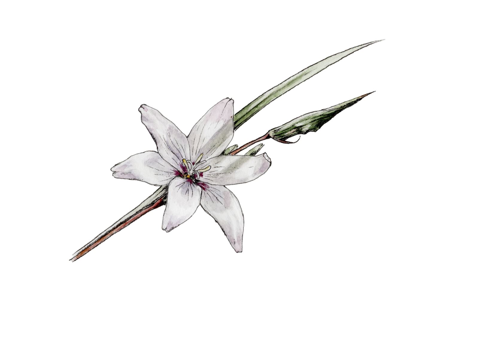 Gladiolus quadrangulus - gladiolus