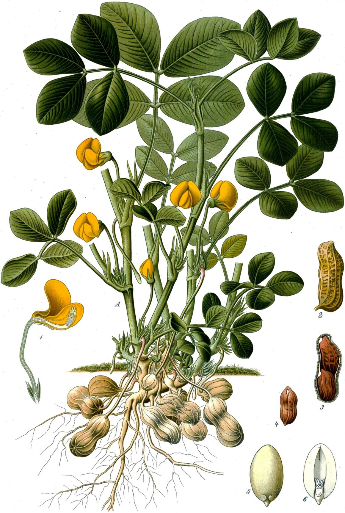 Arachis hypogaea - Aapneut, Grondboontjie, Groundnut, Peanut