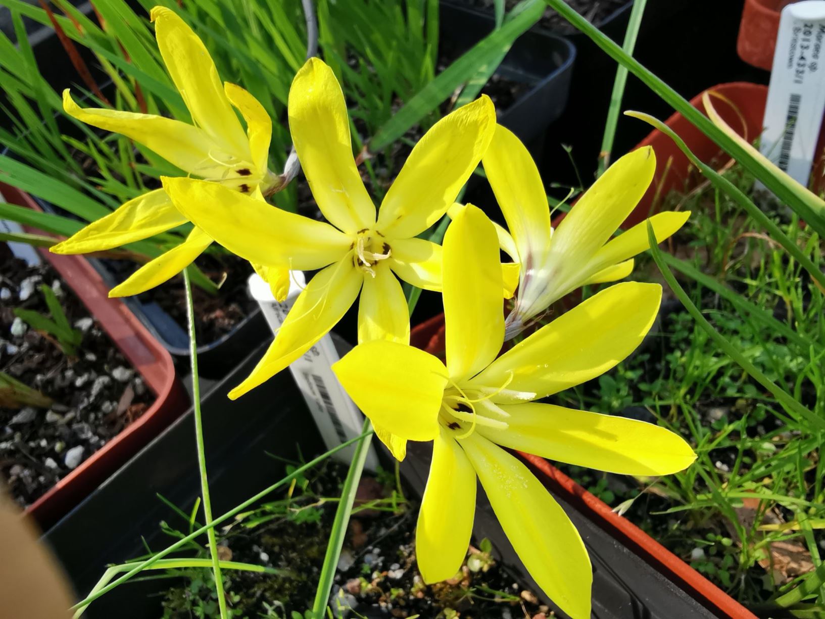 Sparaxis grandiflora subsp. actutiloba