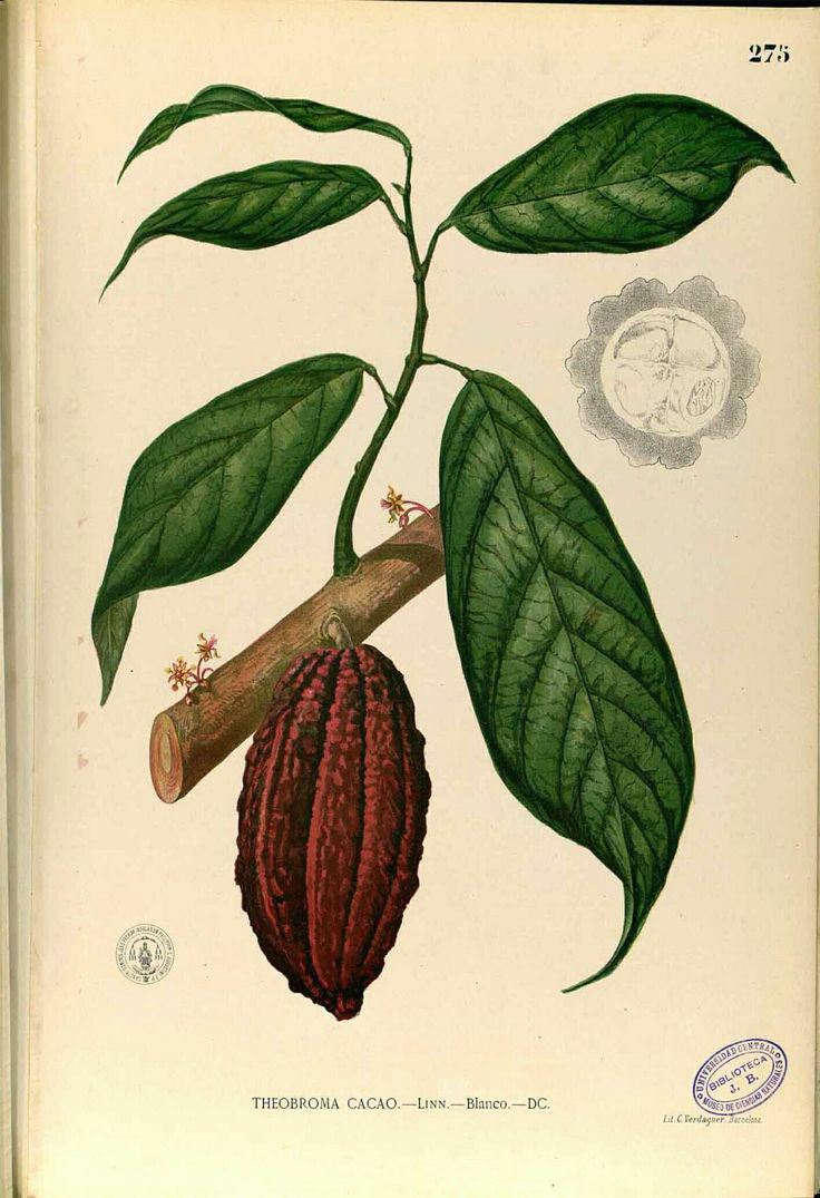 Theobroma cacao - Kakaoboom, Cacao tree