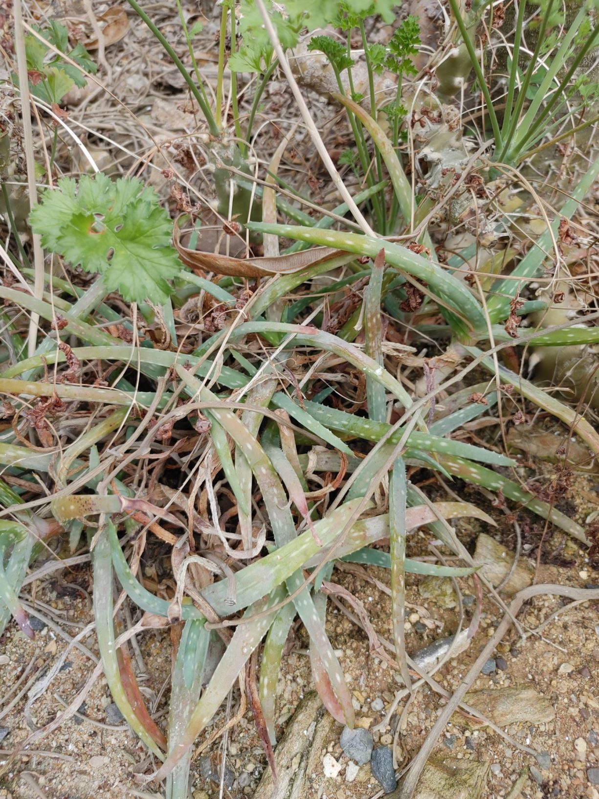 Aloe jacksonii - aalwyn, aloe