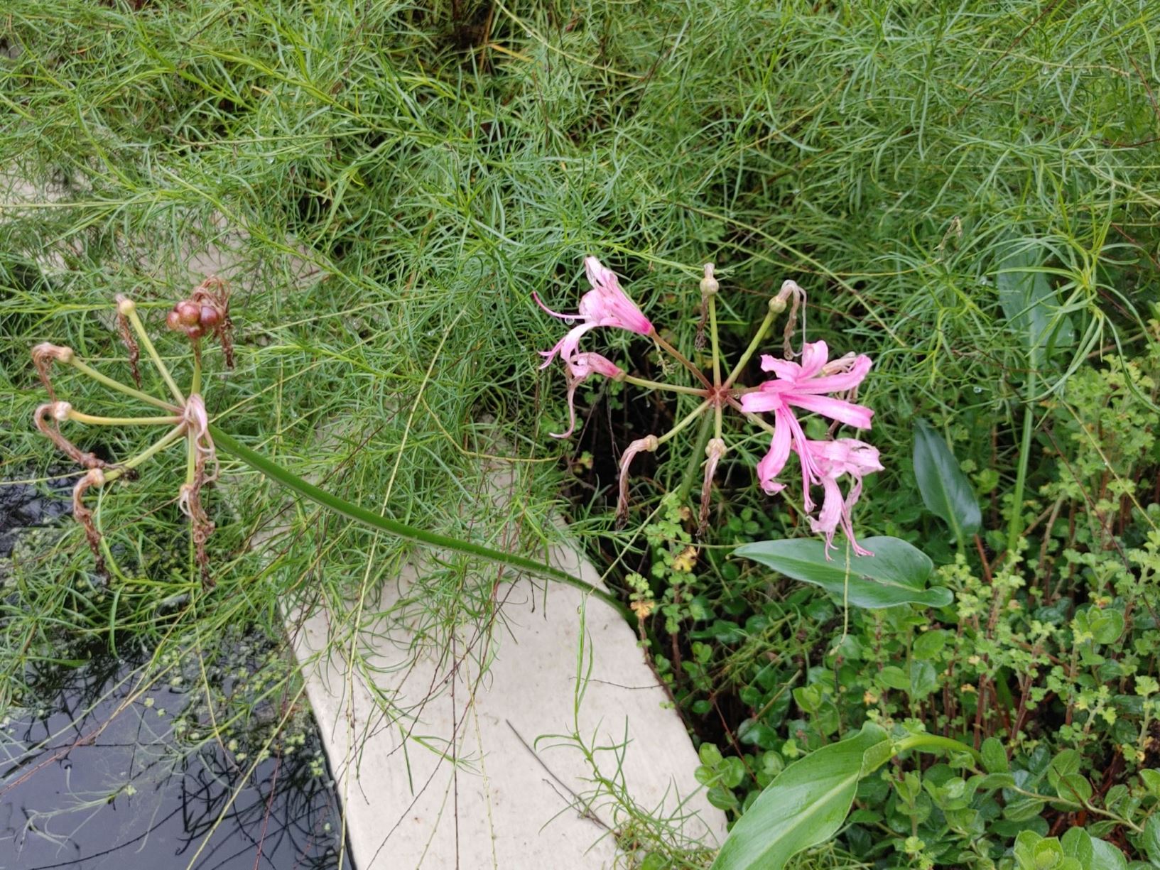 Nerine bowdenii - Grootpienknerina, Cape flower, Cornish lily, Guernsey lily, Large pink nerine