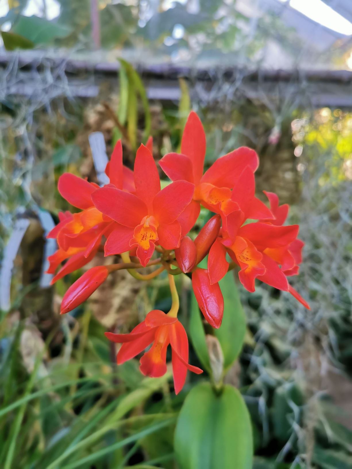 Laeliocattleya (Lc. Trick or Treat × [Lc. Scarlet Imp × S coccinia × Lc. Chit Chat]) - laeliocattleya