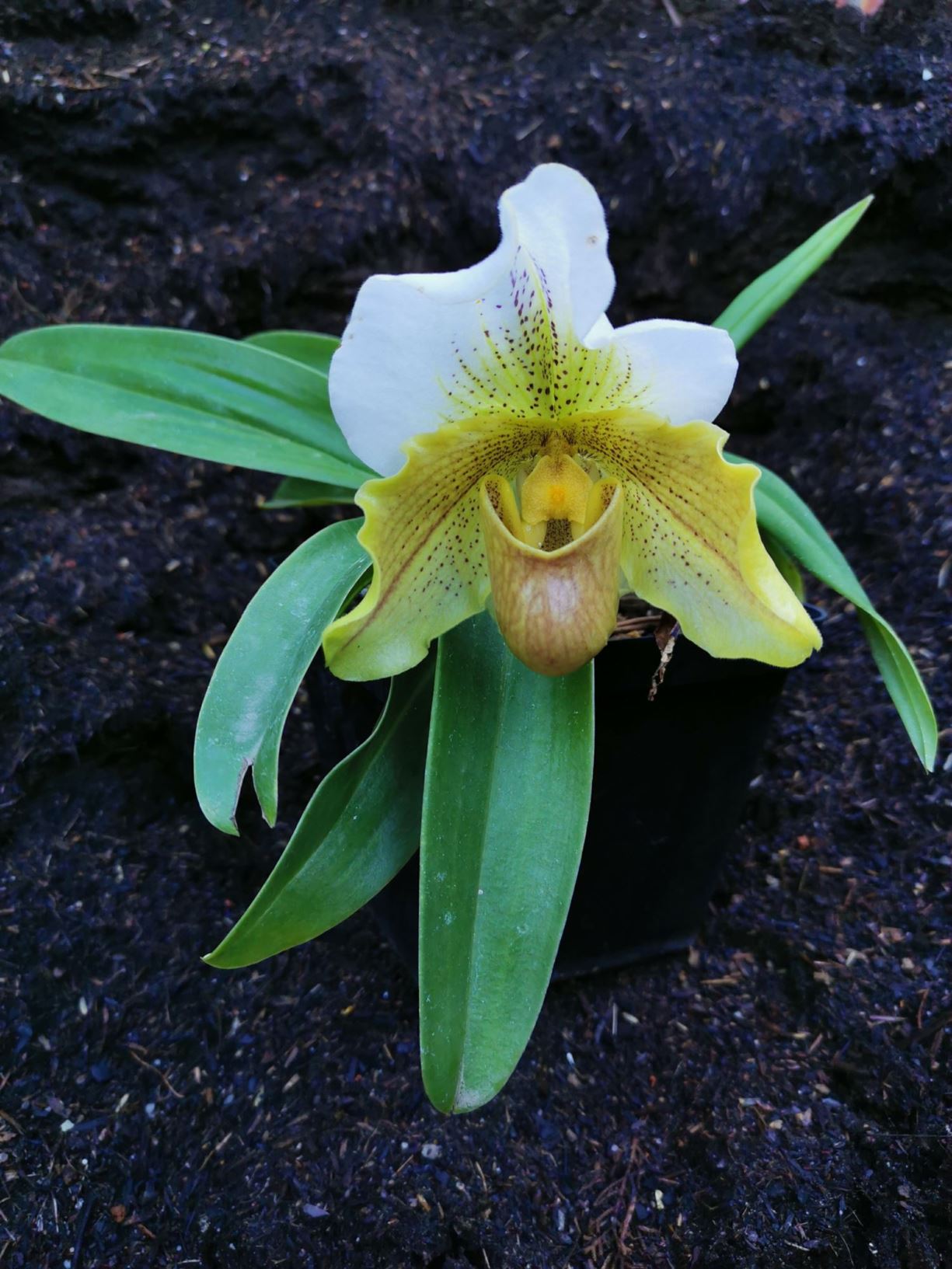 Paphiopedilum sp. - slipper orchids