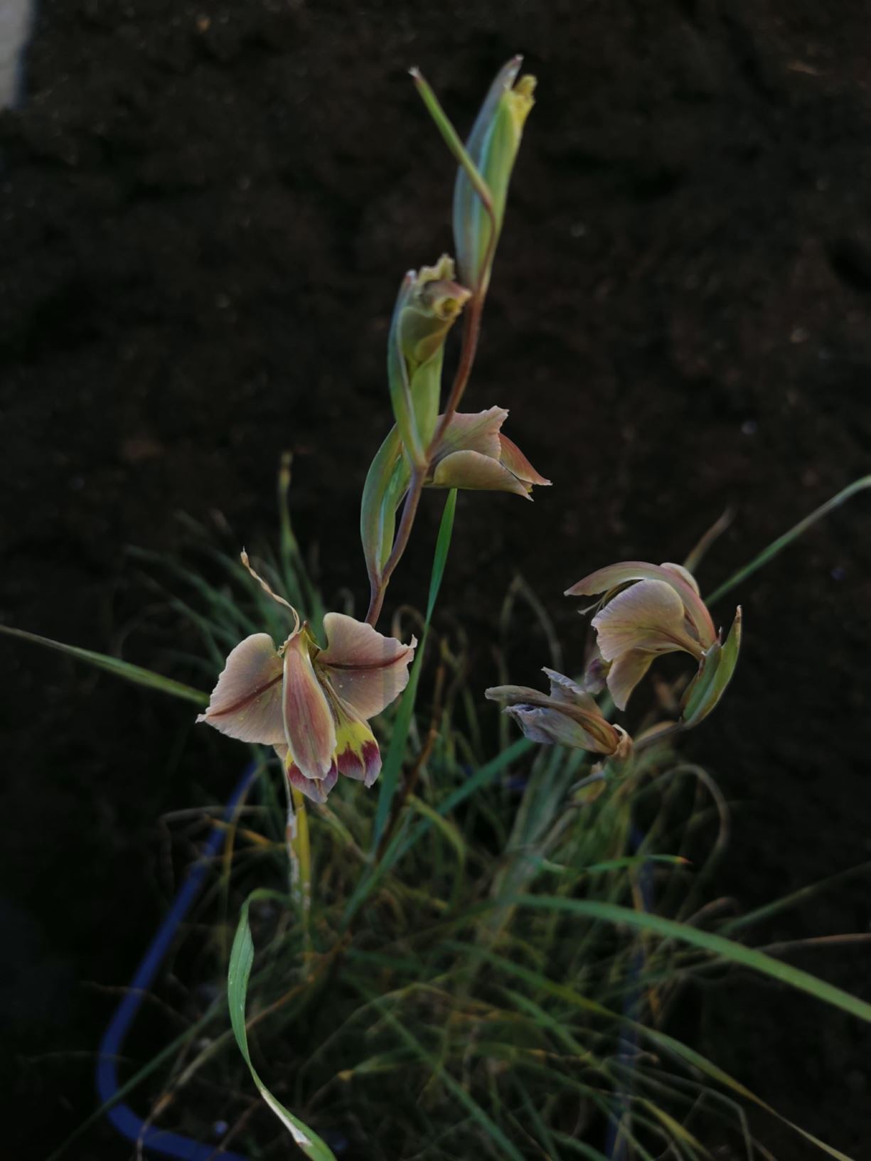 Gladiolus orchidiflorus - Green kalkoentjie, Groenkalkoentjie, Gladiolus