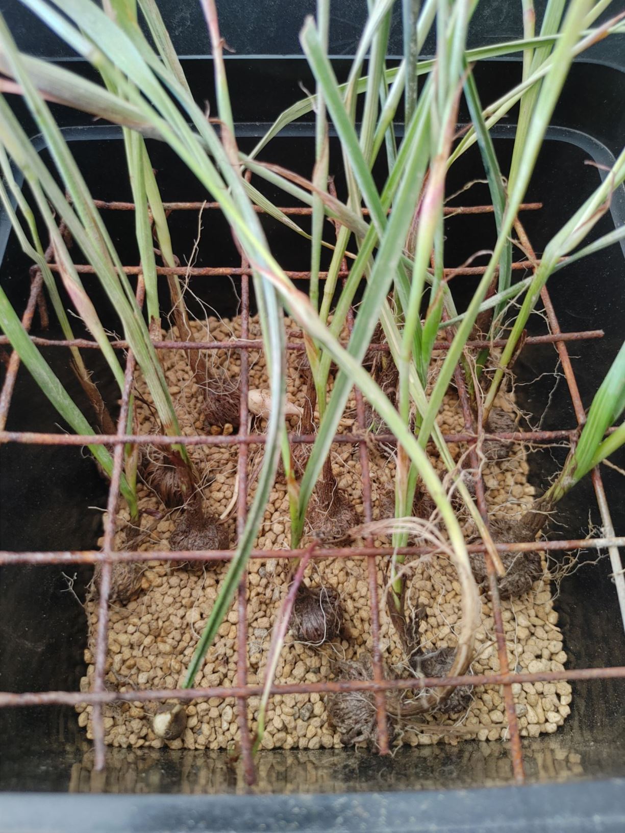 Moraea villosa subsp. villosa - uintjie, peacock moraea