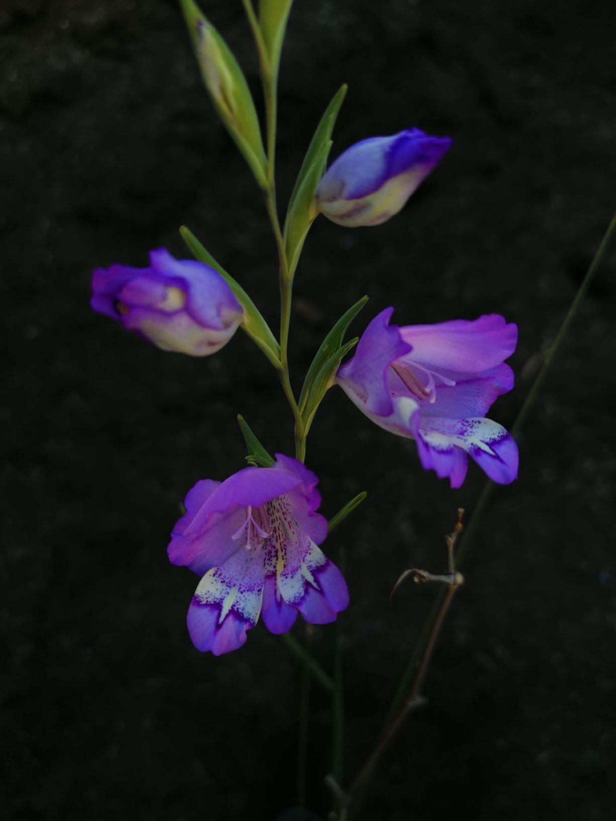Gladiolus rogersii - Bloupypie, Riversdale bluebell