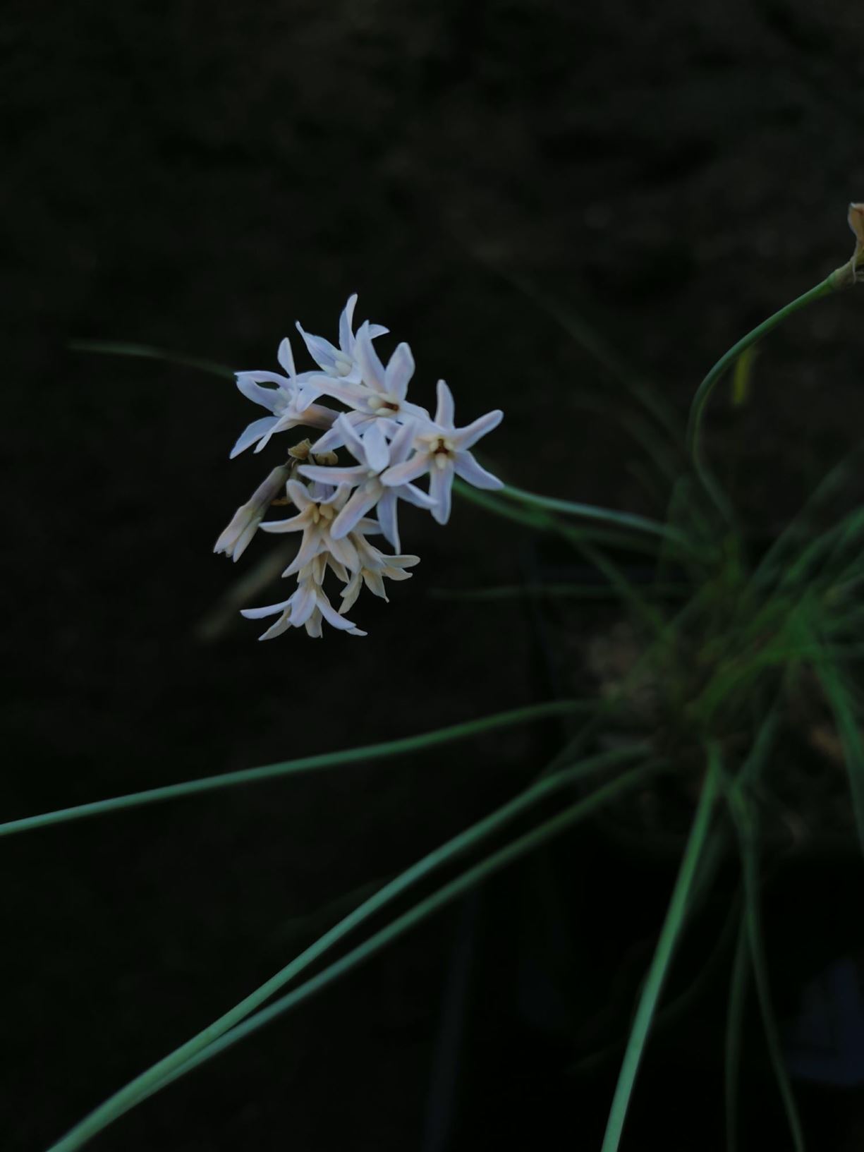 Tulbaghia cominsii - Wildeknoffel, Wild garlic